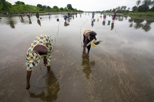 Image A Kop Ale no Maag Olè : Restauration de mangrove au Sénégal